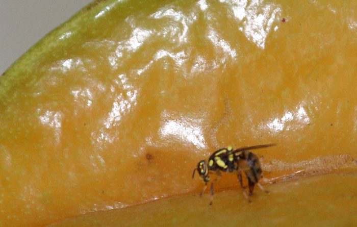 Adepará realizará levantamento de detecção da mosca-da-carambola em 5 ...